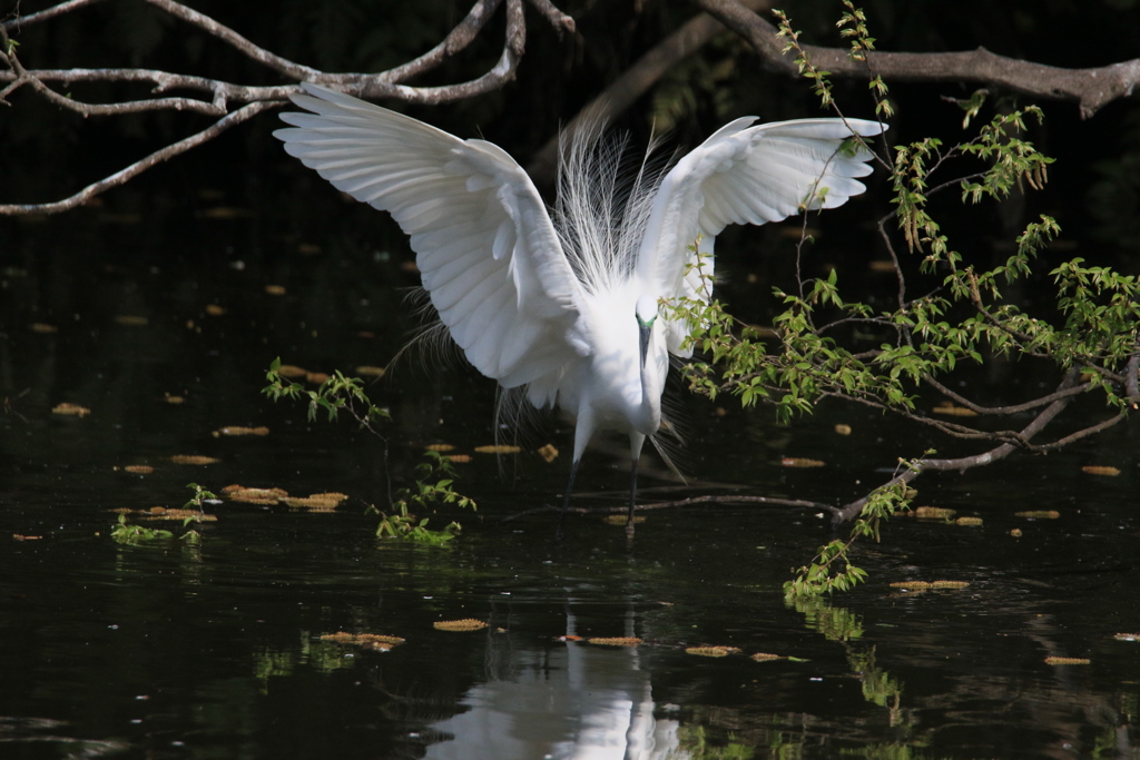 サギのコロニ-の様子