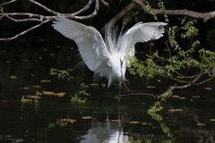サギのコロニ-の様子