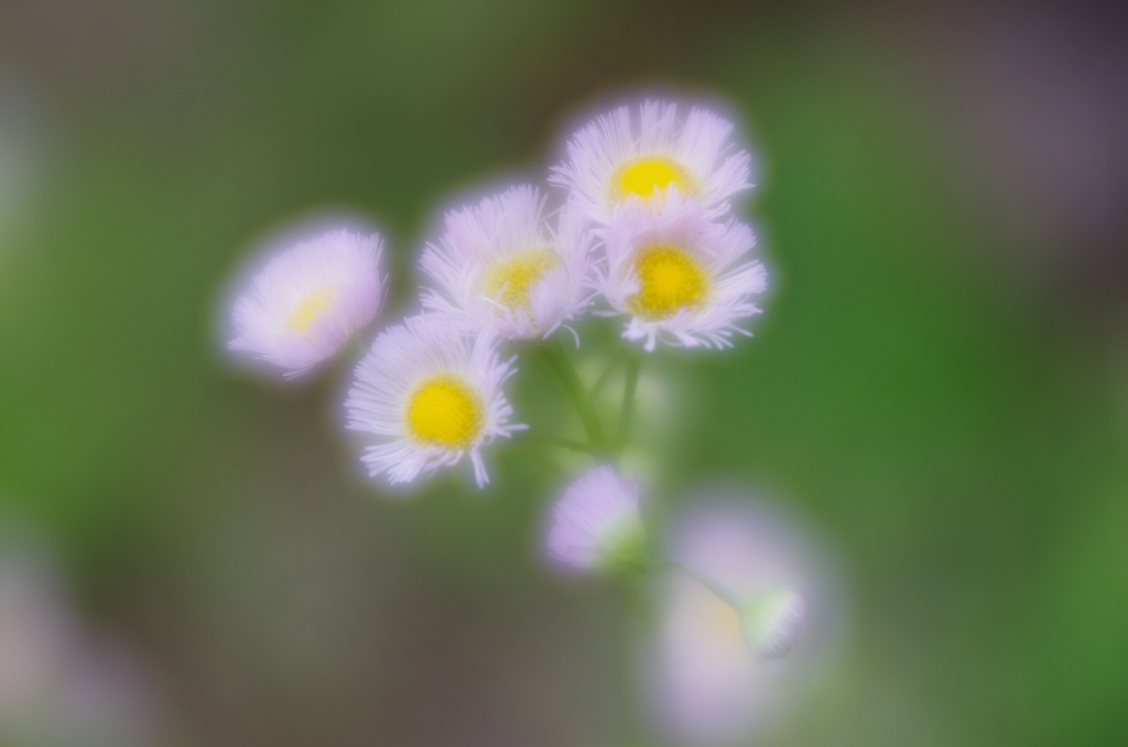 LENSBABY  Velvet56 F1.6