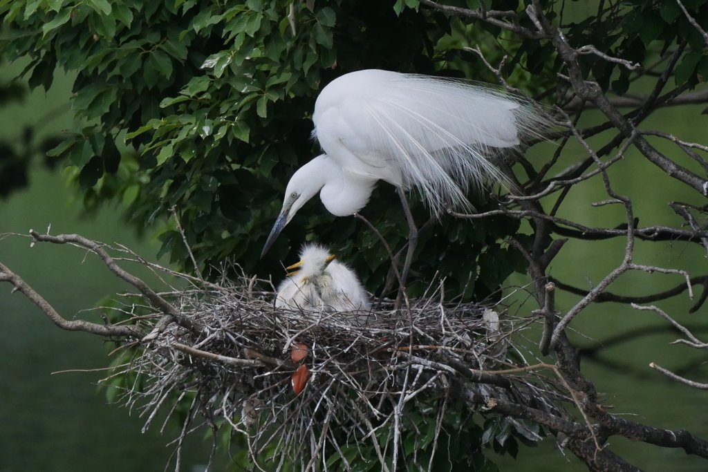 サギのコロニ-の様子