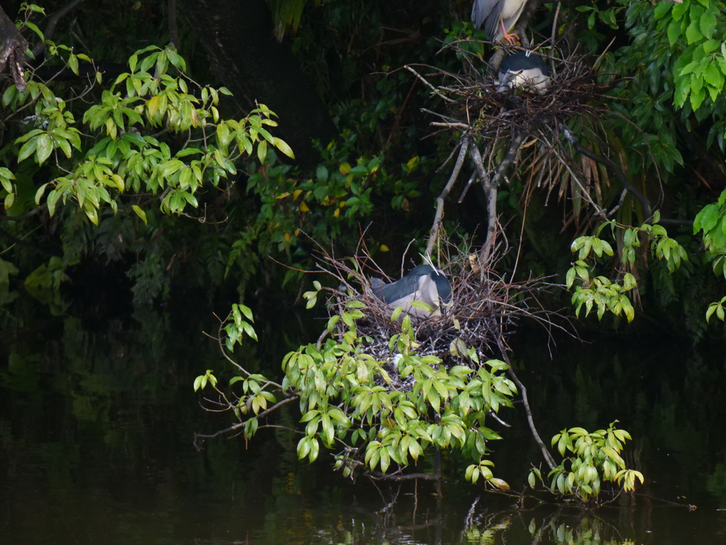 サギのコロニ-の様子