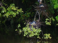 サギのコロニ-の様子