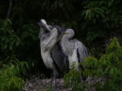 サギのコロニ-の様子