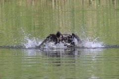 サギのコロニ-の様子