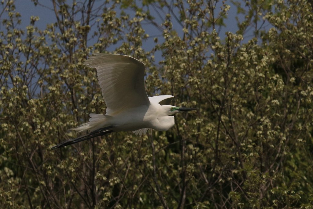 サギのコロニ-の様子