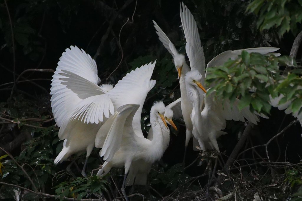 サギのコロニ-の様子