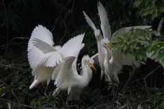 サギのコロニ-の様子