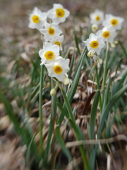 LENSBABY　ダブルグラス