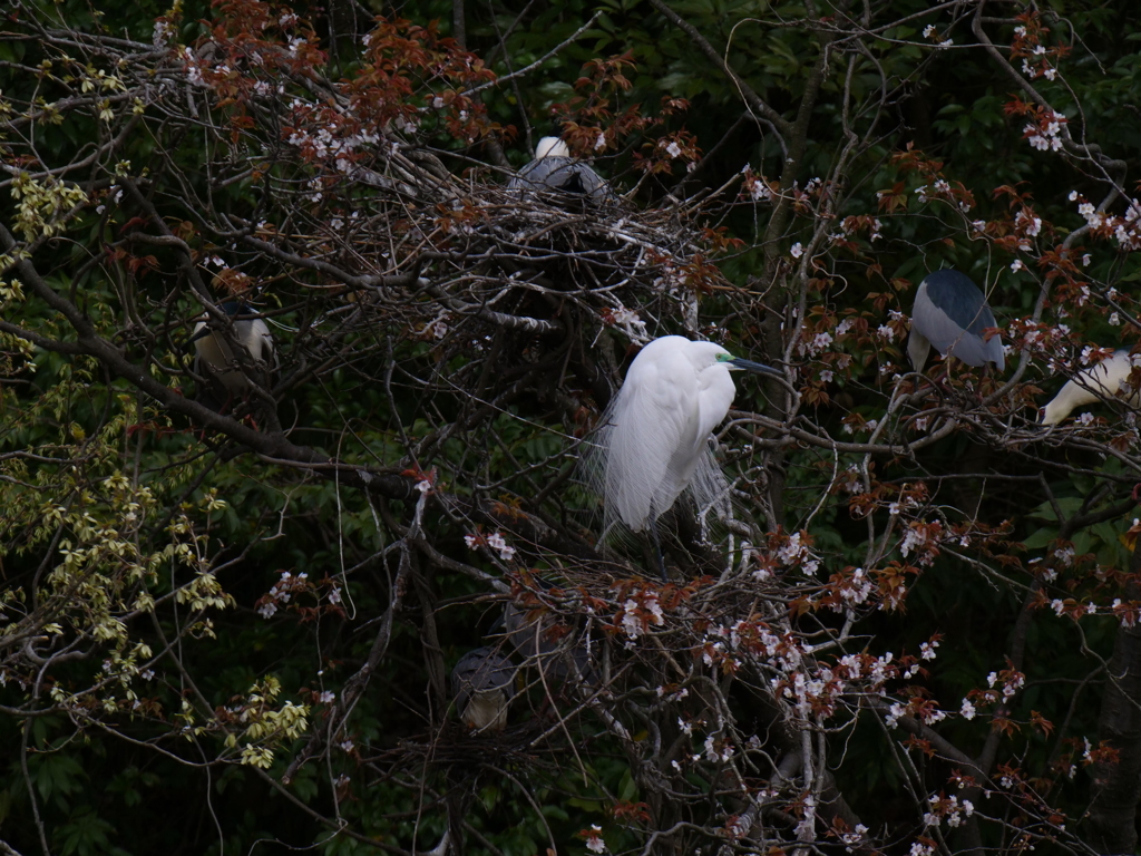 サギのコロニ-の様子