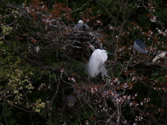 サギのコロニ-の様子