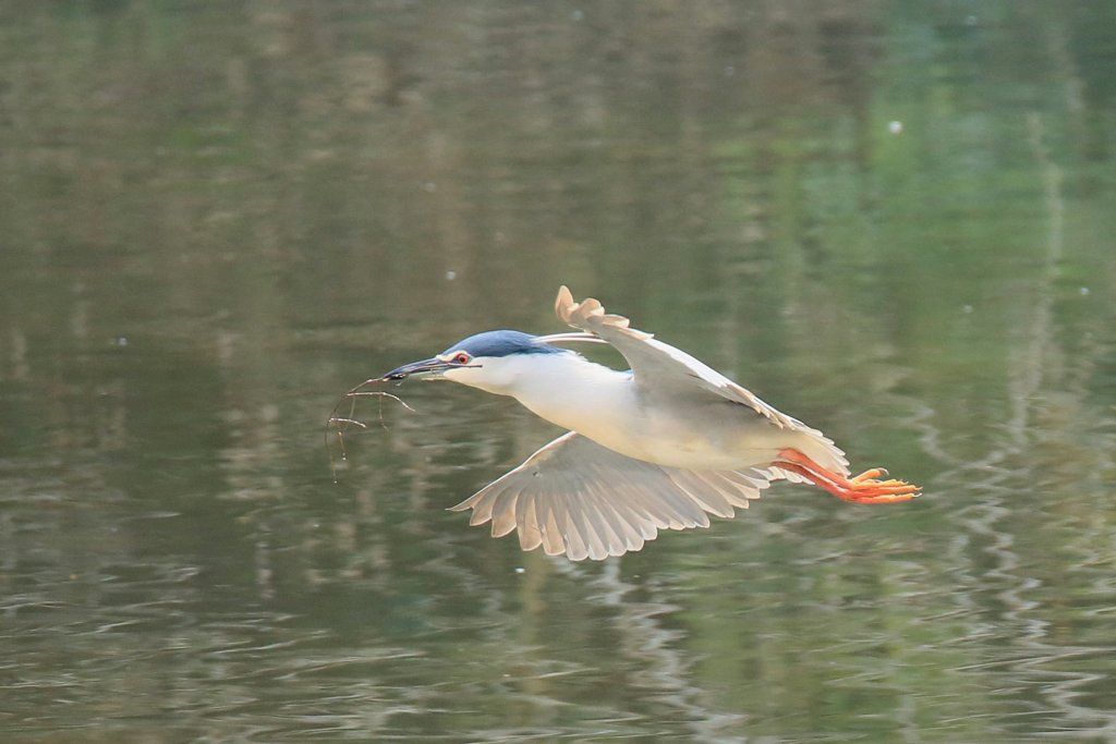 サギのコロニ-の様子