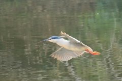 サギのコロニ-の様子