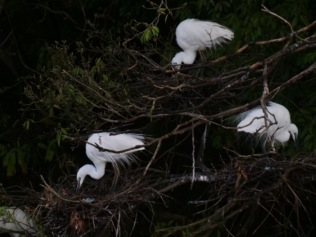 サギのコロニ-の様子