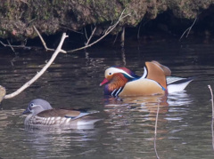 サギのコロニーの様子（三種のカモ）
