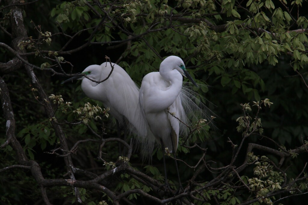 サギのコロニ-の様子