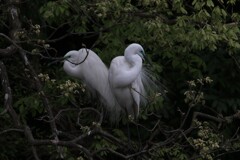 サギのコロニ-の様子