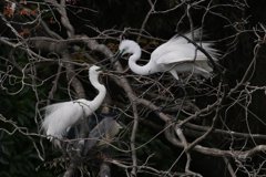 サギのコロニ-の様子