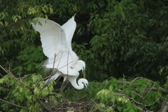 サギのコロニ-の様子（恋の季節）