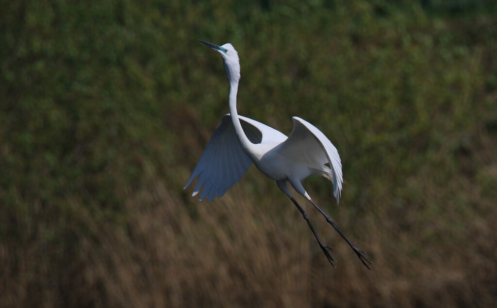 サギのコロニーの様子
