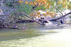 家の近くの池の状況