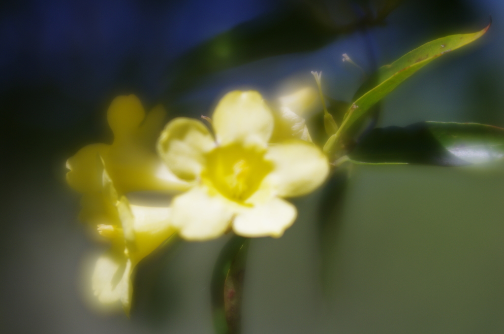 LENSBABY Velvet
