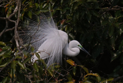 サギのコロニ-の様子