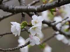 染井吉野で無い桜の花