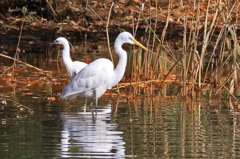 家の近くの池の状況