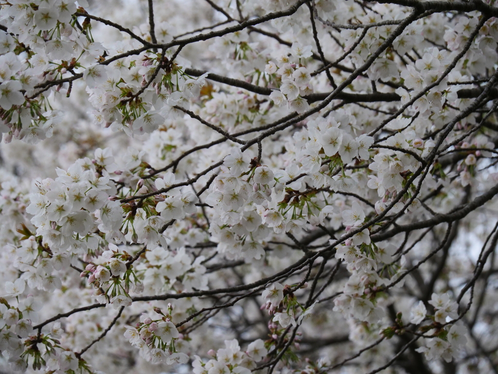 染井吉野で無い桜の花