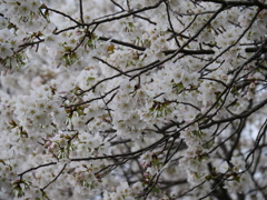 染井吉野で無い桜の花