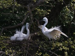 サギのコロニ-の様子