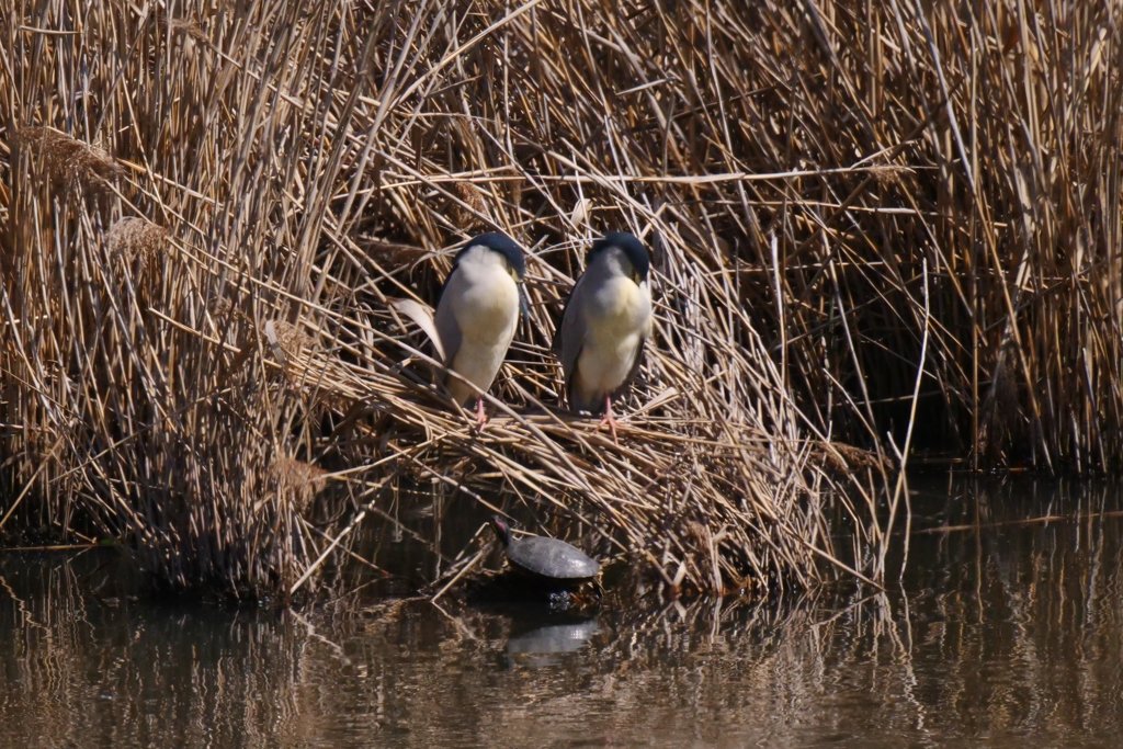 サギのコロニ-の様子