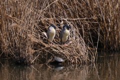 サギのコロニ-の様子