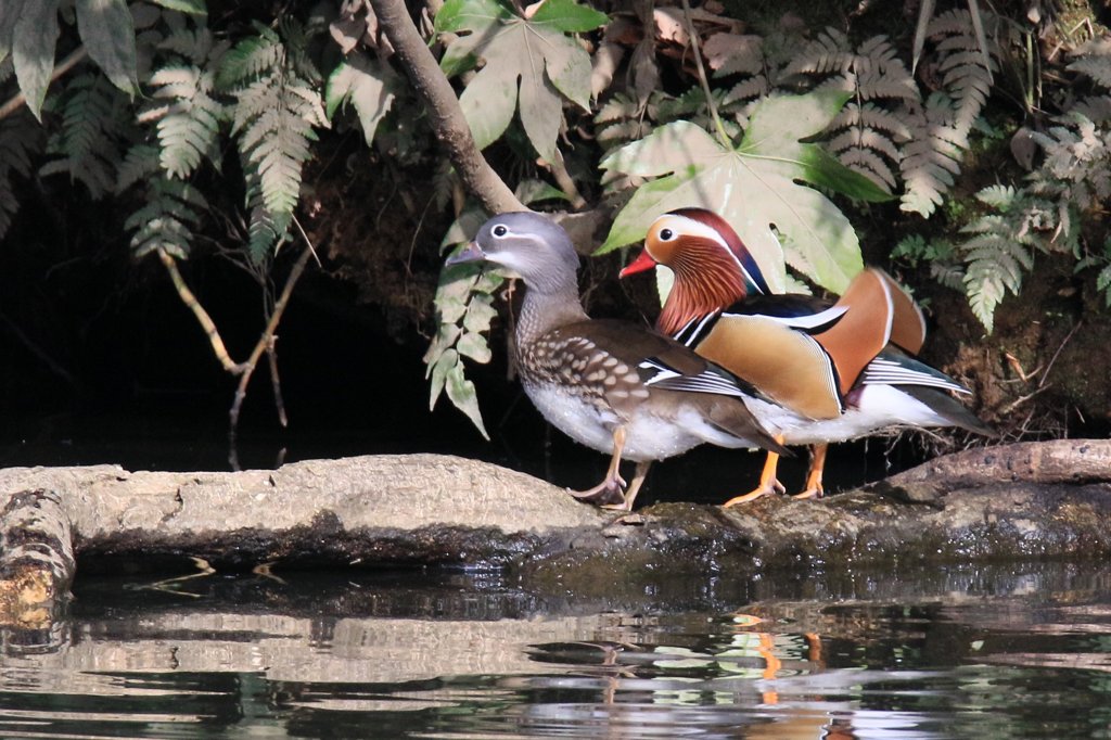 家の近くの池の状況