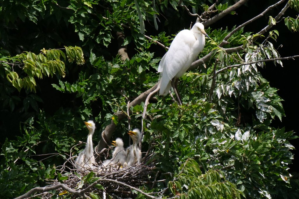 サギのコロニ-の様子