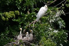 サギのコロニ-の様子