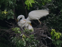 サギのコロニ-の様子
