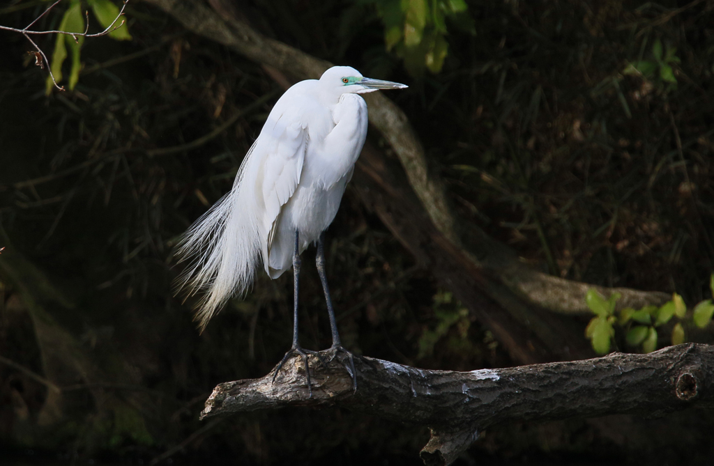 サギのコロニーの様子