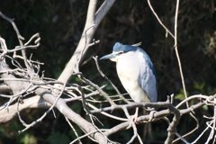 サギのコロニ-の様子