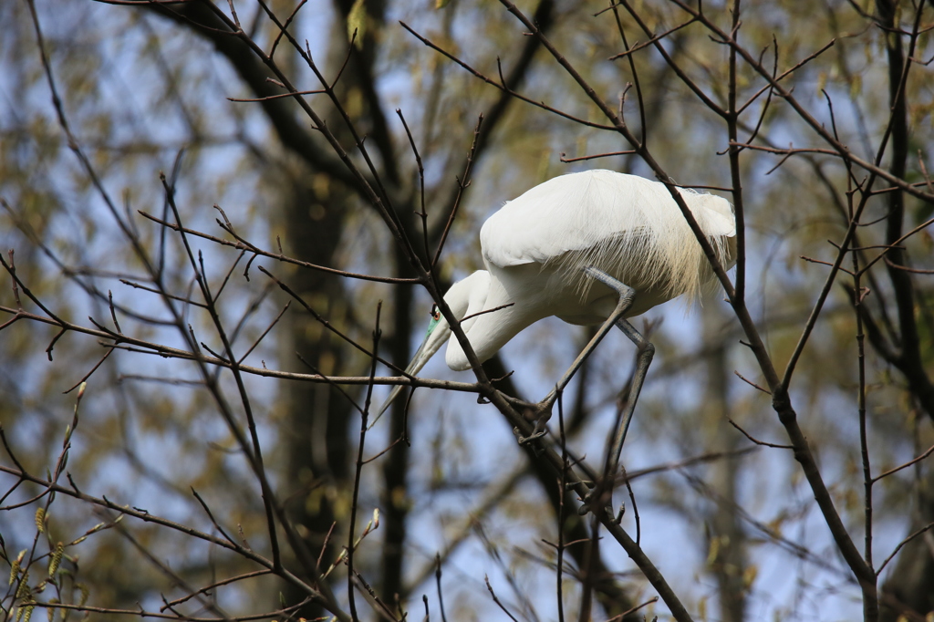 サギのコロニ-の様子