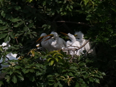 サギのコロニ-の様子