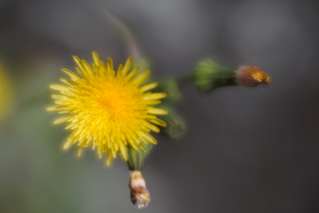 Lensbaby ソフトレンズ Velvet 56 56mm