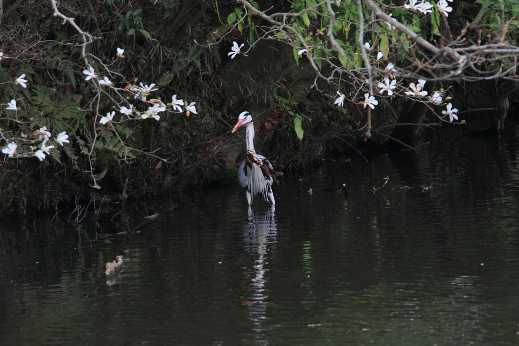 サギのコロニーの様子