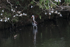サギのコロニーの様子