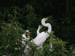 サギのコロニ-の様子