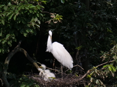 サギのコロニ-の様子