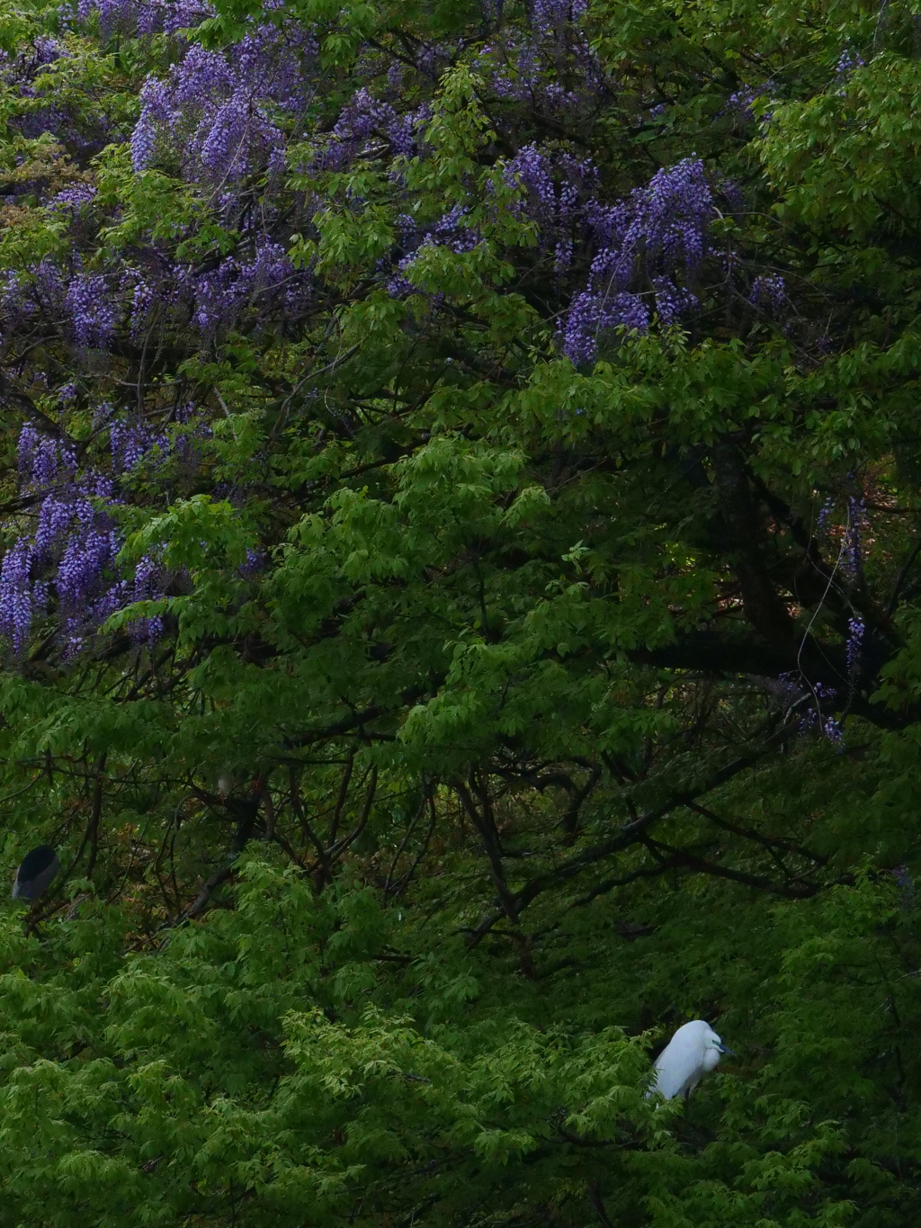 サギのコロニ-の様子