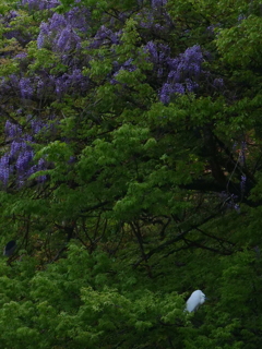 サギのコロニ-の様子