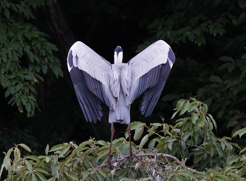 サギのコロニ-の様子