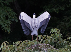 サギのコロニ-の様子